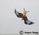 6. Sightings of Kites