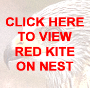 Watch a Movie of a Red kite Nest Building