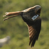 Red Kite Showing White 2002 Tag on Right Wing Tag - Photograph David Henderson
