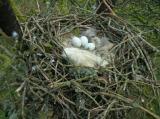 2. Nesting & Breeding