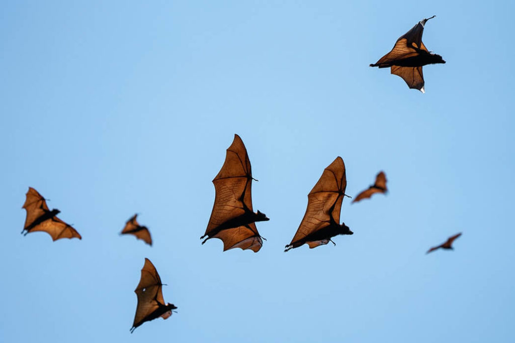 Bat Dangling