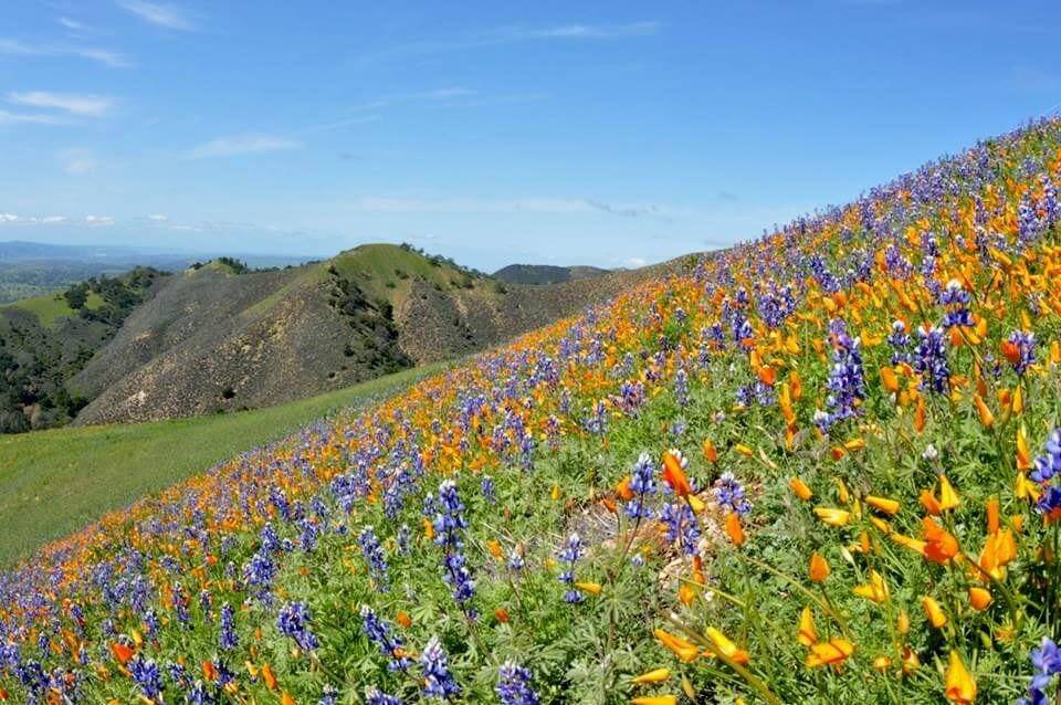 Los Padres National Forest